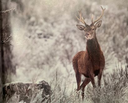 Deer. Books on the...- Guy BONNET, Serge...