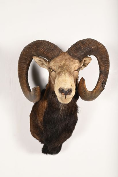 European Mouflon ovis ammon. Naturalized...