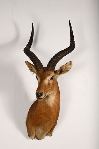 Impala aepyceros melampus. Naturalized head...