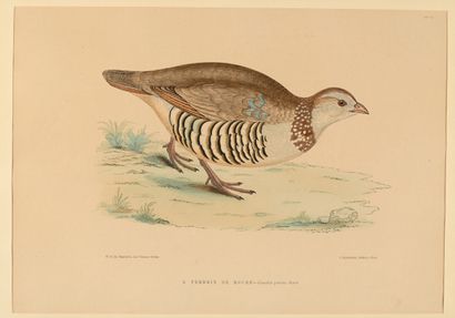 Ordinary woodcock. Wild goose. Rock partridge....
