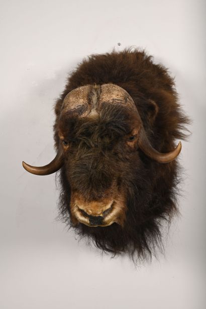 Musk ox ovibos moschatus. Naturalized head...