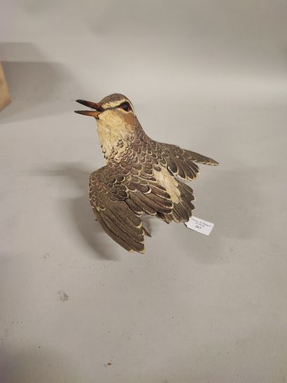 Sylvestrie. Small sandpiper in polychrome...