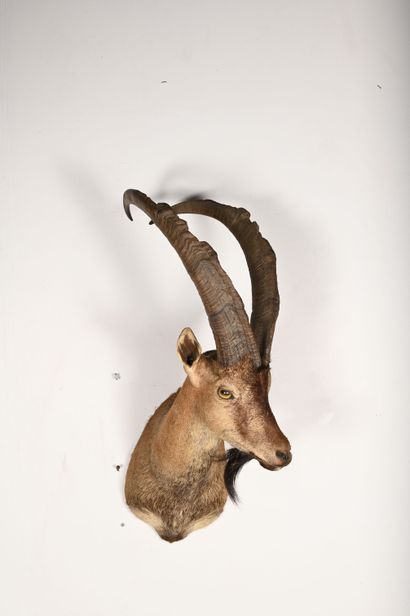 Pyrenean ibex capra pyrenaica pyrenaica....