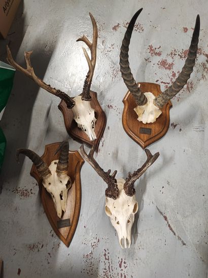 Strong set of boar tusks and stoneware on...