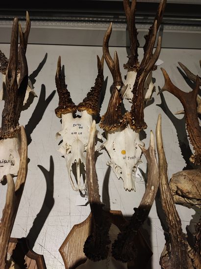 Lot of 15 deer kills, including eight on...