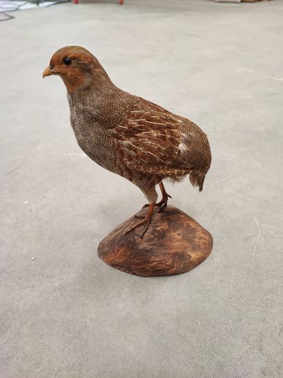 Red partridge (still life) and gray partridge...