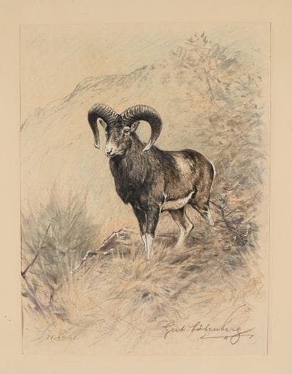Gerhardt LOBENBERG. Mouflon. Color engraving...