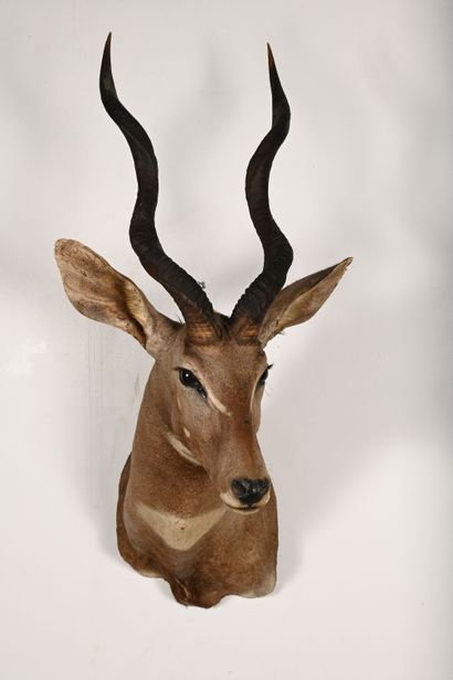 Lesser kudu tragelaphus imberbis. Naturalized...