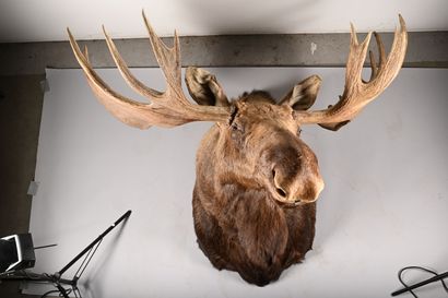 Elk alces alces gigas. Naturalized head in...