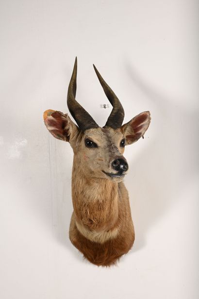 Harnessed guib tragelaphus scriptus. Naturalized...