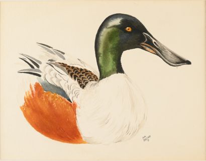 Jean MAILLARD (1901-1991). Le canard souchet....