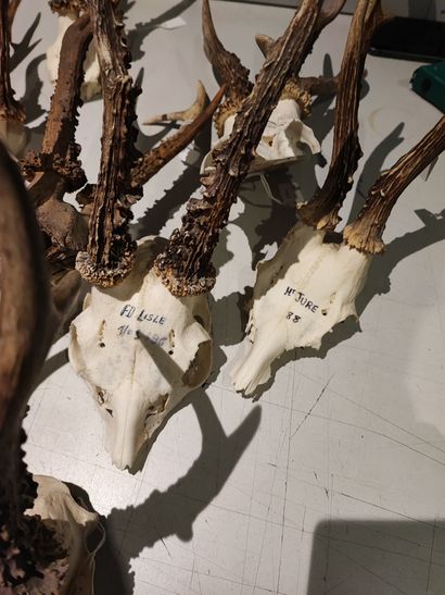 Lot of 15 deer kills, including eight on...