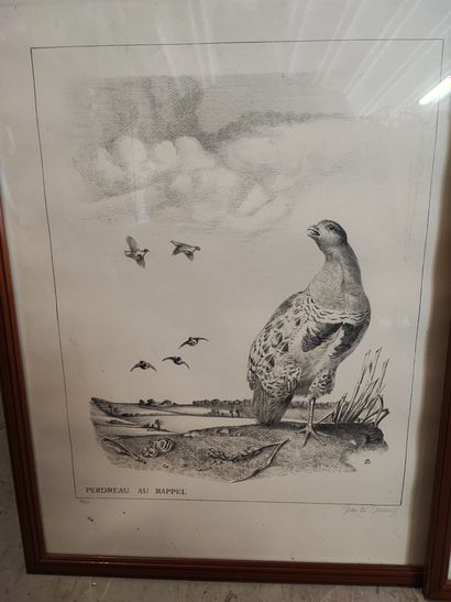 Jean-Lin DESCAMPS. Gray partridge. Partridge...
