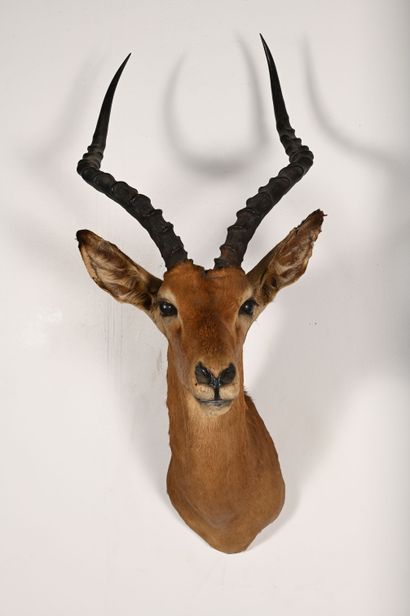 Buffon kobus kob. Naturalized head in cape....