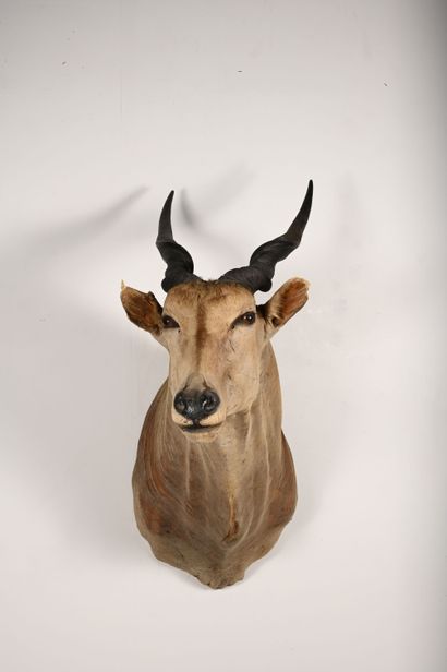 Cape eland taurotragus oryx. Naturalized...
