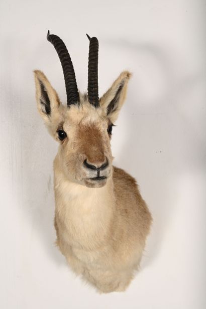 Isard rupicapra pyrenaica. Naturalized head...