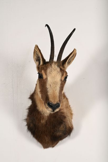 Chamois rupicapra rupicapra. Naturalized...