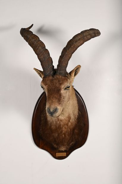 Iberian capra ibex. Naturalized head in cape...