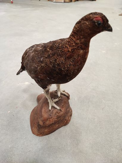Naturalized grouse on wooden base.