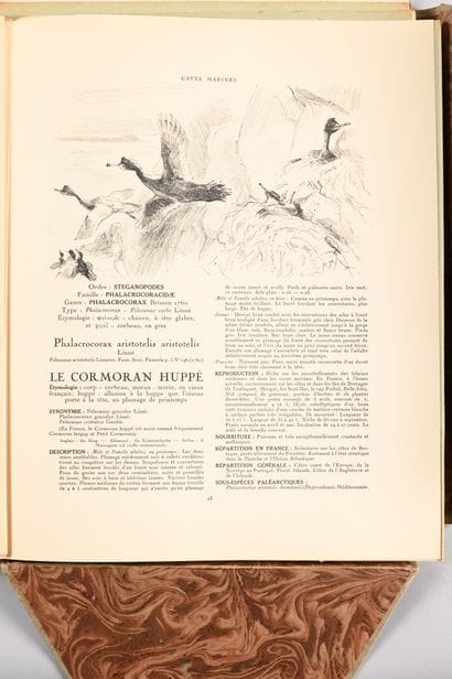 Roger REBOUSSIN. L'oiseau chez lui. Book...