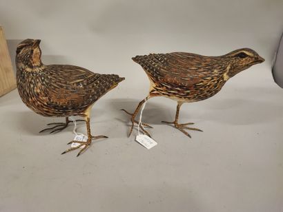 Sylvestrie. Polychrome terracotta quail....