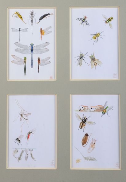 Gaëtan du CHATENET. Etude d’insectes et étude...