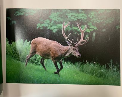 Deer. Books on the...- Guy BONNET, Serge...