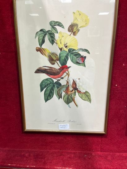 Five block prints Birds 
45 x 30 cm 
Dir...