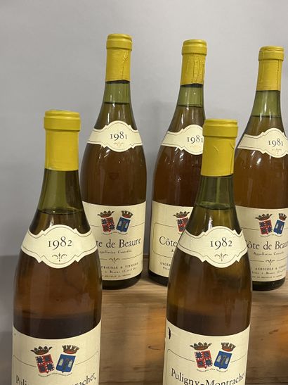 3 bottles PULIGNY-MONTRACHET Lycée Viticole...
