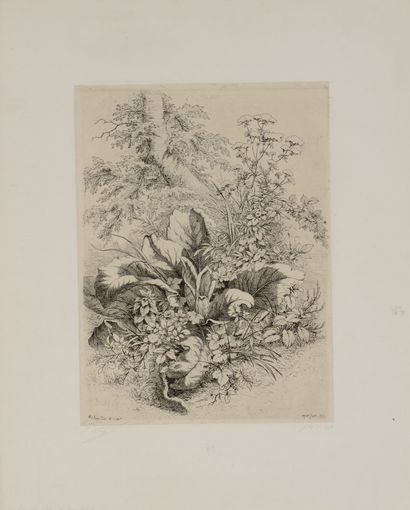 Eugène BLERY (1850-1887) Le bouillon blanc...