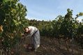 -Lot de dix bouteilles VIA CARITATIS de l'Abbaye...