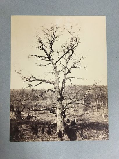 Alfred BRIQUET
Étude d'arbre avec personnage,...