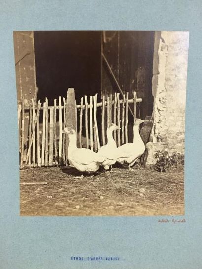 Études d'animaux, vers 1865/75 par Taupin,...