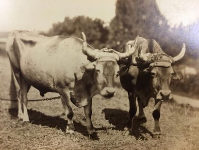 Études d'animaux, vers 1865/75 par Taupin,...