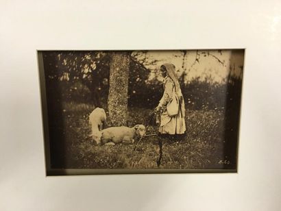 Études d'animaux, vers 1865/75 par Taupin,...