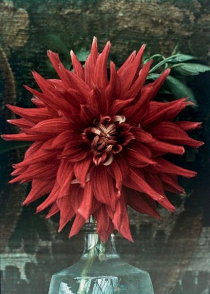 Dahlias.
Autochrome Lumière vers 1904