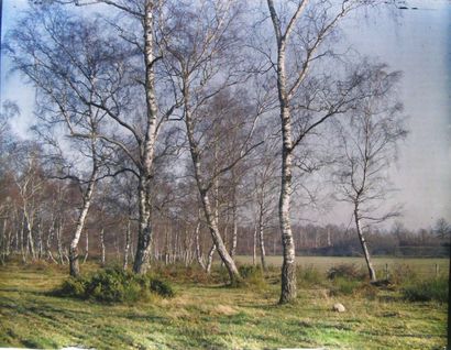 Le bois de bouleaux.
Autochrome Lumière vers...