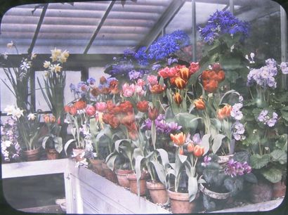 Vue d'une serre (tulipes).
Autochrome Lumière...