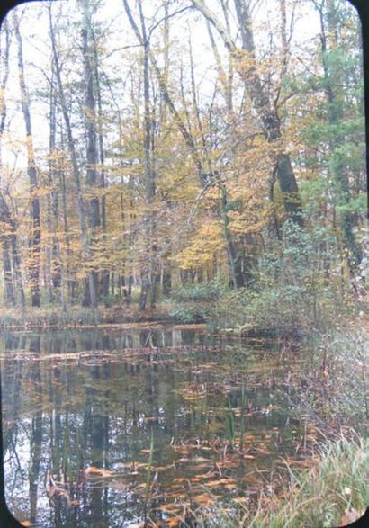 Ensemble de paysages en automne et printemps...