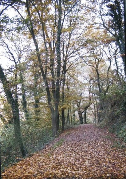 Ensemble de paysages en automne et printemps...