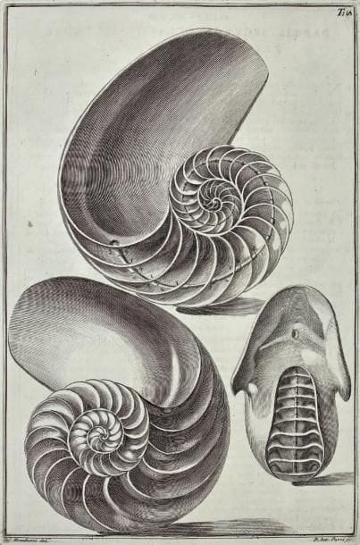 GUALTIERI (Niccoló)
Index testarum conchyliorum...