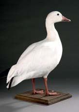 Oie des neiges (Anser caerulescens) (CE)
Spécimen...
