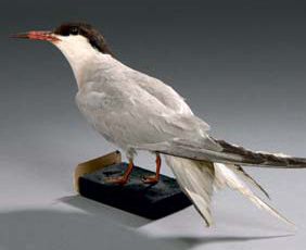 Sterne pierre-garin (Sterna hirundo) (CE)
Spécimen...