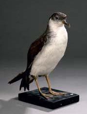 Puffin des anglais (Puffinus puffinus) (CE)
Spécimen...