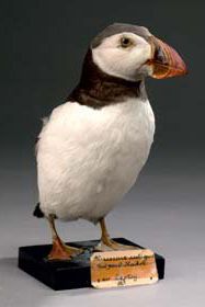 Macareux moine (Fratercula arctica) (CE)
Spécimen...