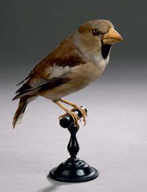 Gros-bec casse-noyaux (Coccothraustes coccothraustes)...