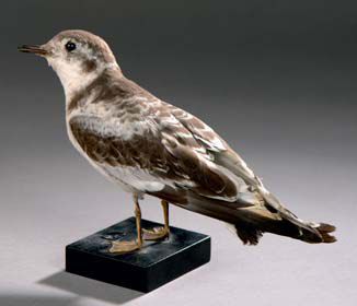 Mouette pygmée (Larus minutus) (CE)
Spécimen...