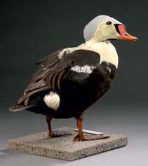 Eider à tête grise (Somateria spectabilis)...