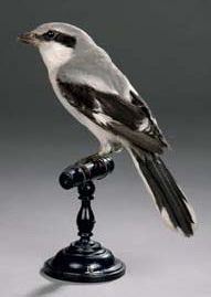 Pie-grièche grise (Lanius excubitor) (CE)
Spécimen...