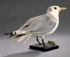 Mouette tridactyle (Rissa tridactyla) (CE)
Spécimen...